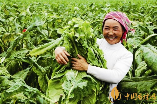 煙葉稅是什么，煙葉稅如何計(jì)算