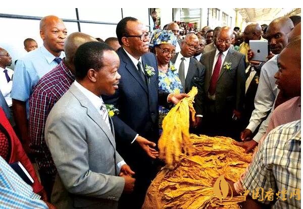 津巴布韋煙葉為什么好，黃金煙葉成為國寶