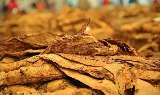 津巴布韋煙葉為什么好，黃金煙葉成為國寶