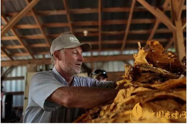 津巴布韋煙葉為什么好，黃金煙葉成為國寶