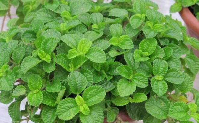 怎么去除尼古丁植物 哪種植物最吸尼古?。ㄈf年青）